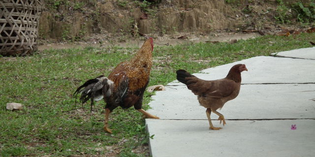 Chicken Crossing! Chicken Crossing!